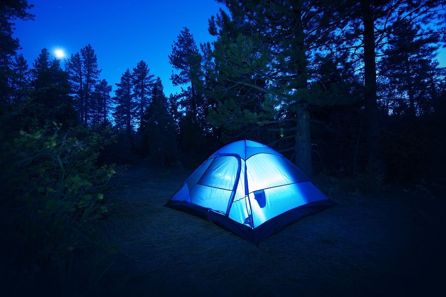 Forest Camping - Tent
